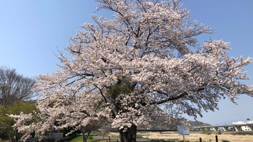 桜